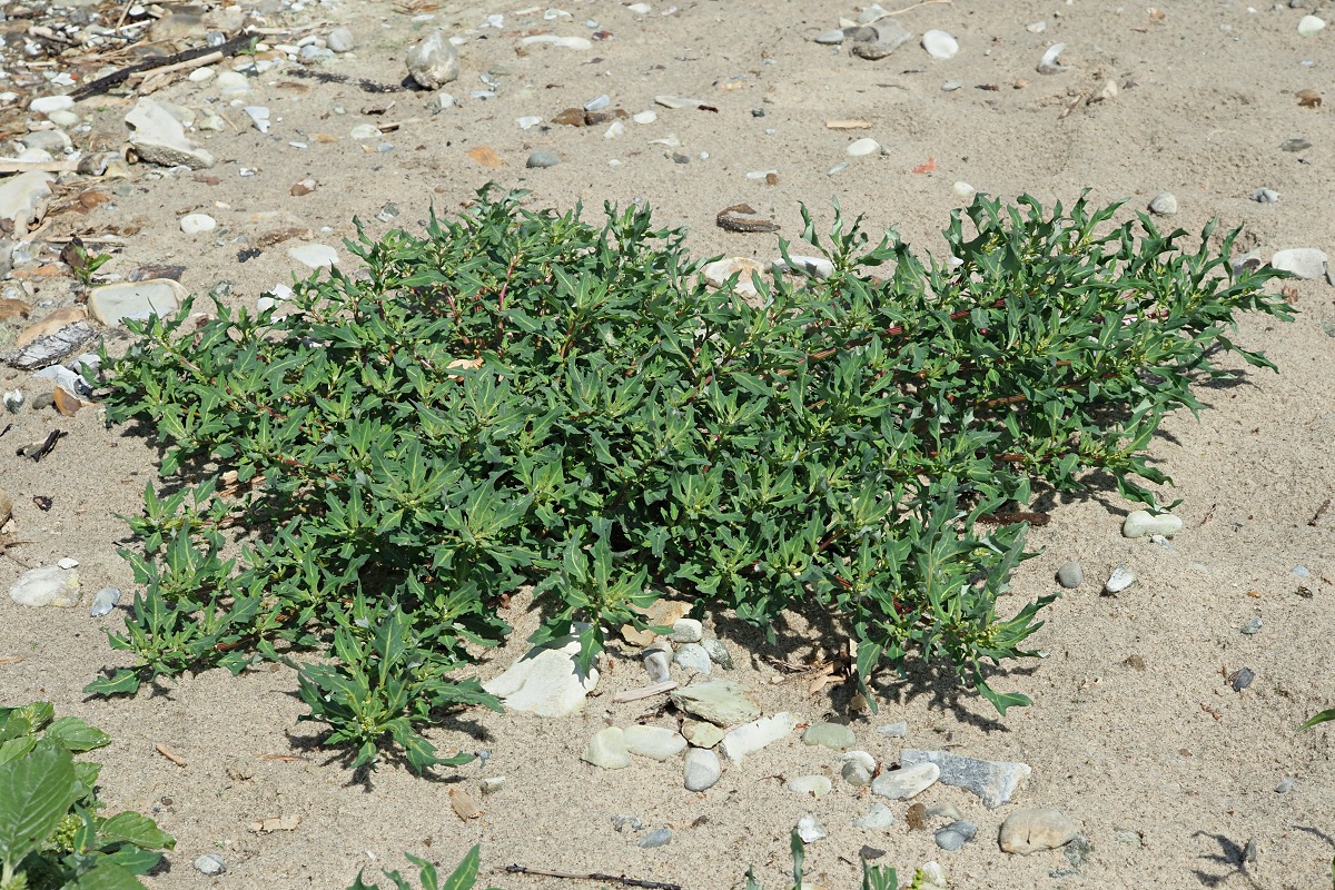 Image of Oxybasis glauca specimen.