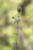 Echinops spinosissimus