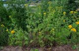 Tanacetum vulgare