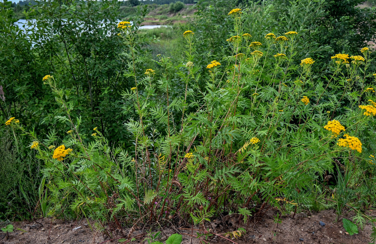 Image of Tanacetum vulgare specimen.