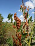 Glycyrrhiza glabra