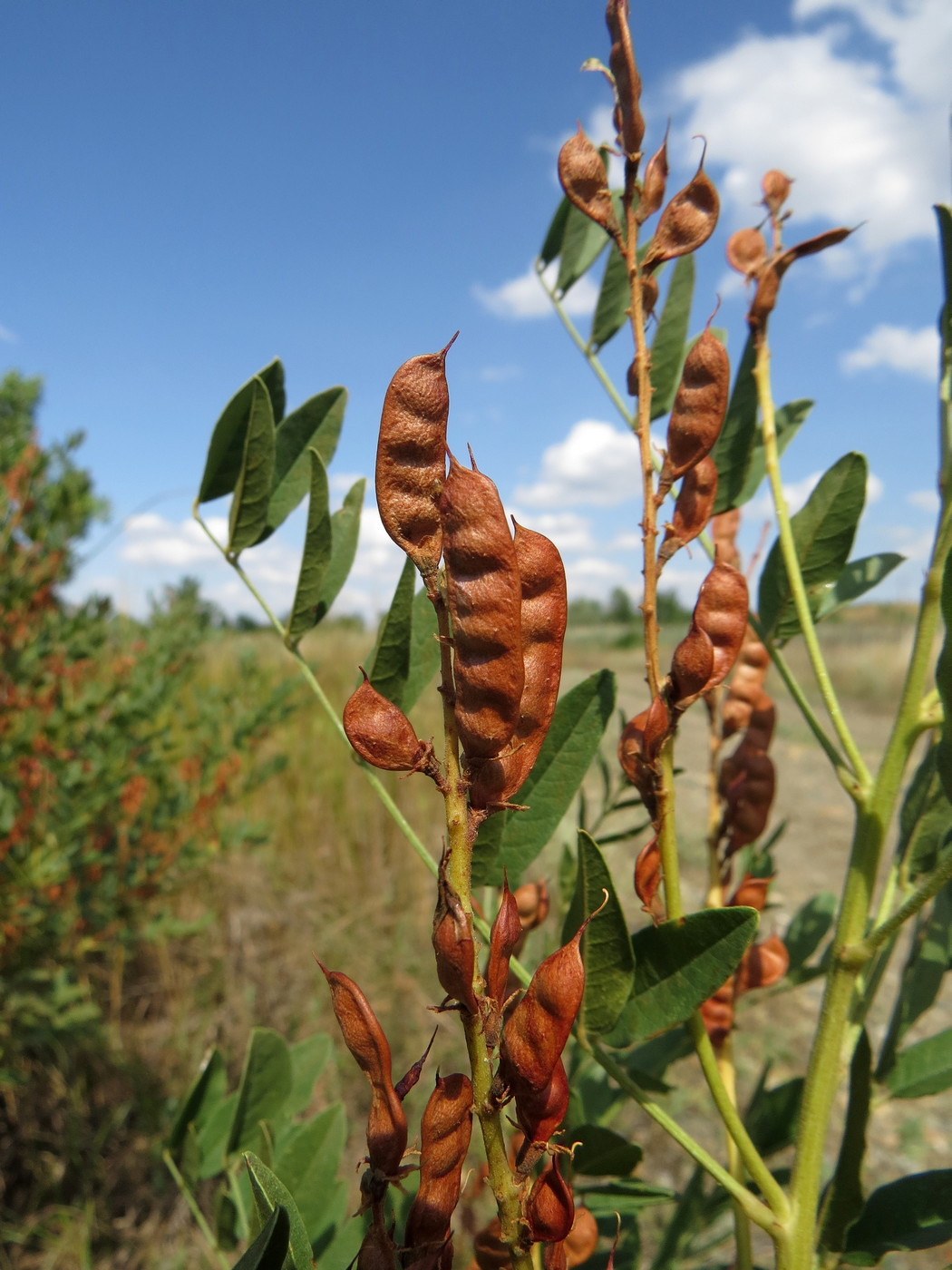 Изображение особи Glycyrrhiza glabra.