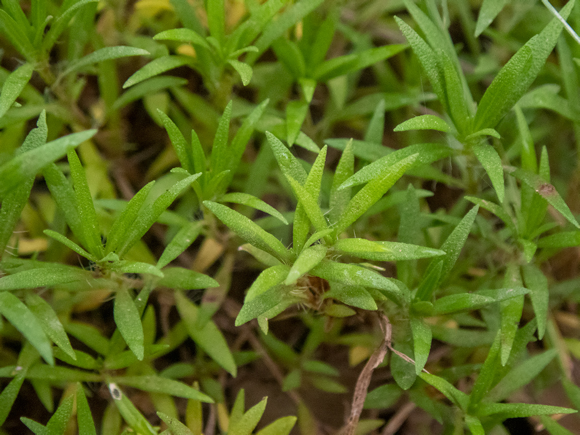 Изображение особи Thymus roegneri.