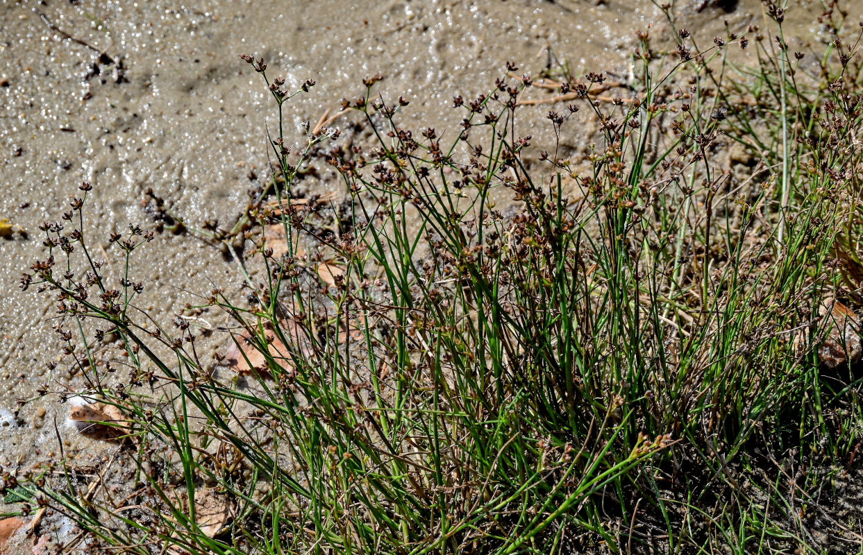 Изображение особи Juncus articulatus.