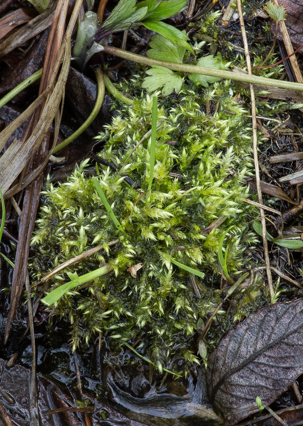 Image of familia Brachytheciaceae specimen.