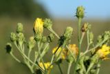 Hieracium umbellatum