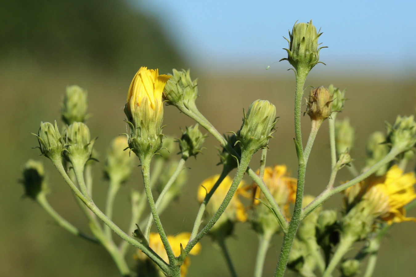 Image of Hieracium umbellatum specimen.