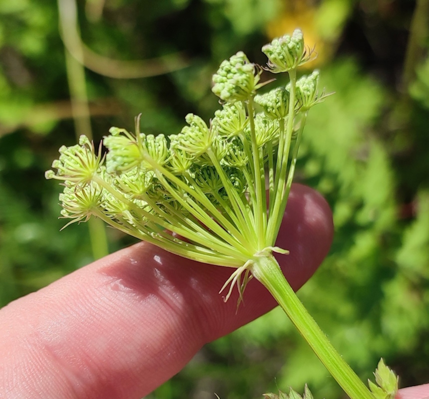 Image of Seseli libanotis specimen.