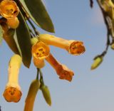 Смотреть изображение Nicotiana glauca