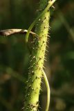 View full-size image Rosa glabrifolia