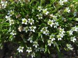 View full-size image Minuartia biflora