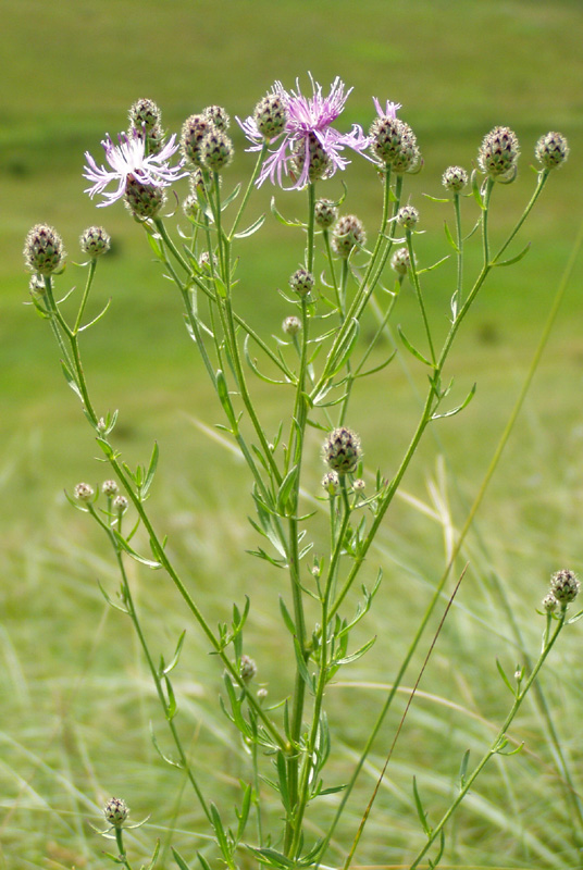 Image of Centaurea stoebe specimen.