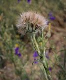 Смотреть изображение род Tragopogon
