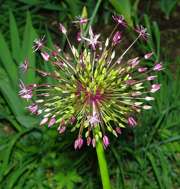 Изображение особи Allium rosenbachianum.