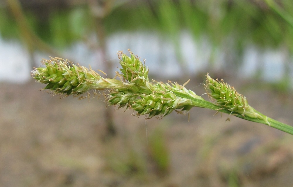 Изображение особи Carex canescens.