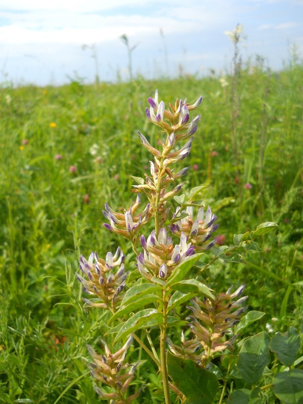 Image of Glycyrrhiza viscida specimen.