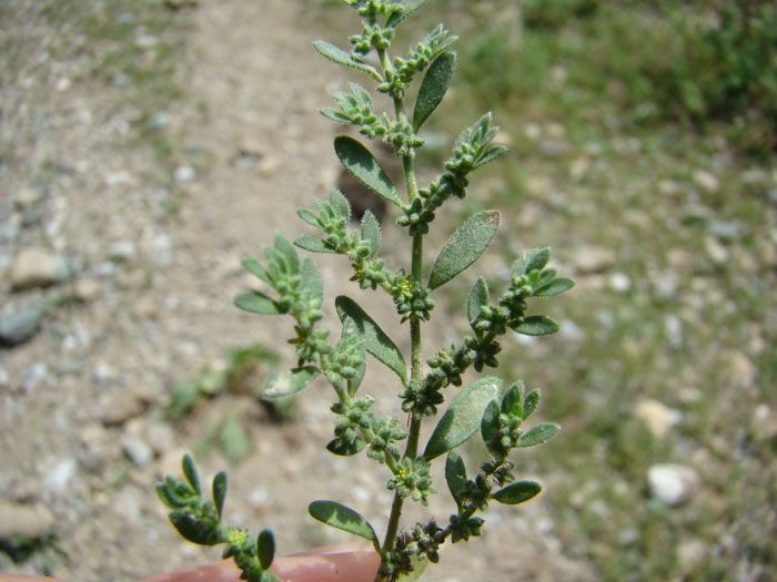 Image of Herniaria hirsuta specimen.