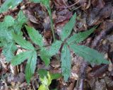 Cardamine bulbifera. Нижняя часть растения. Украина, Ивано-Франковская обл., Косовский р-н, с. Шешоры, буковый лес. 25 июня 2011 г.