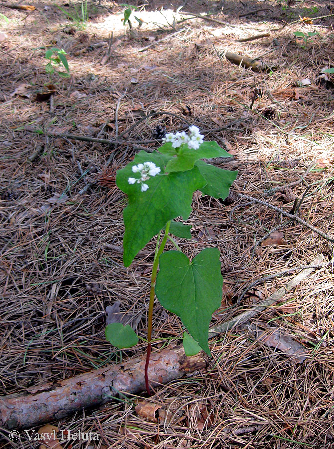 Image of Fagopyrum esculentum specimen.