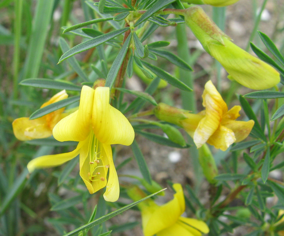 Изображение особи Caragana stenophylla.