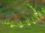 Asperugo procumbens. Побег с цветками и плодами. Казахстан, Жамбылская обл., Кордайский р-н. 09.05.2011.