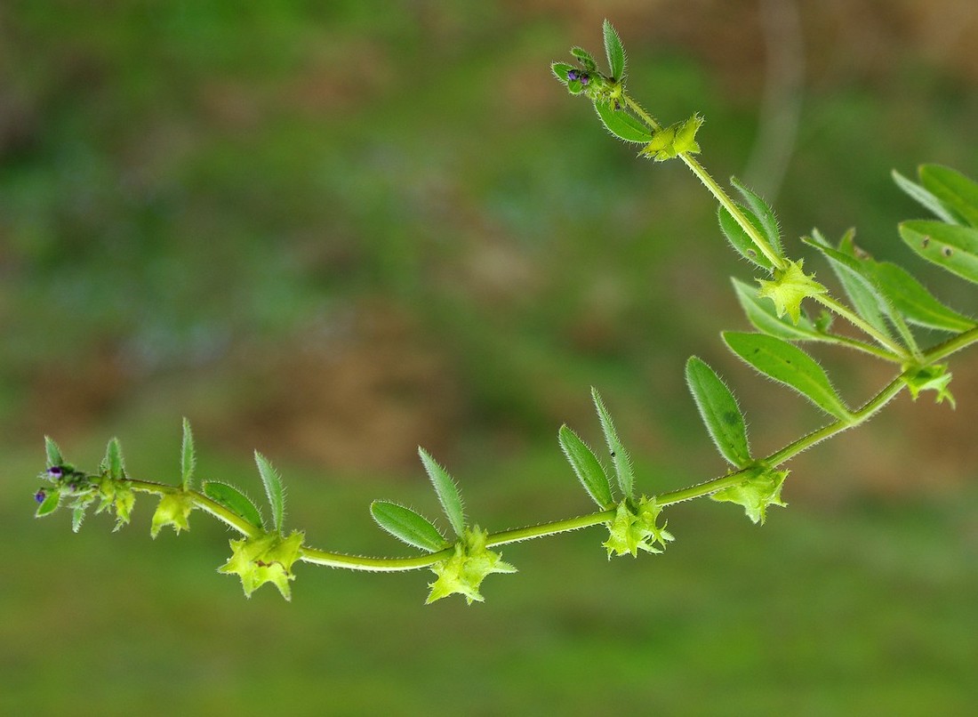 Изображение особи Asperugo procumbens.