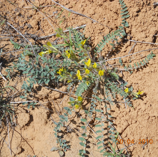 Изображение особи Astragalus longipetalus.