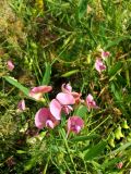 Lathyrus sylvestris