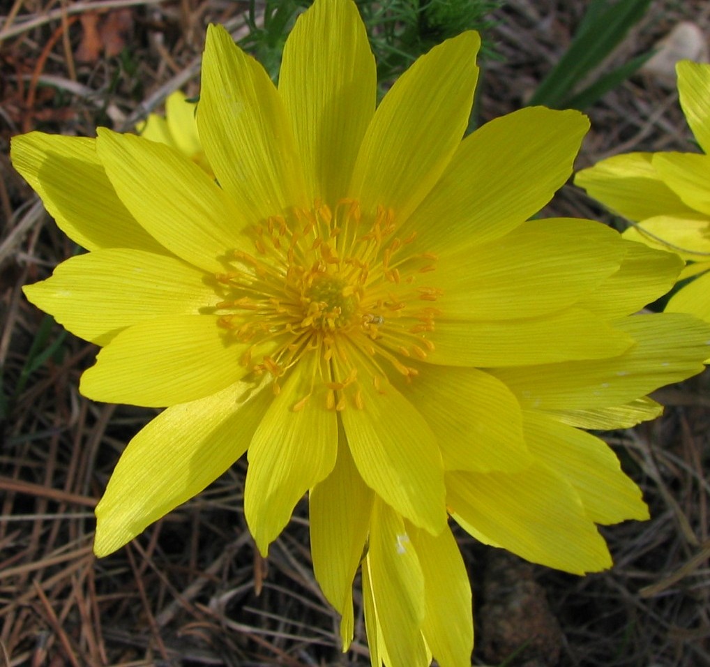 Изображение особи Adonis vernalis.