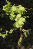 Ulmus pumila. Ветвь с плодами. Татарстан, г. Бавлы, лес. 05.05.2012.