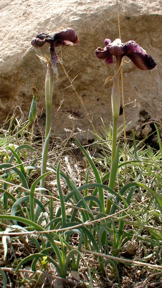 Image of Iris paradoxa specimen.