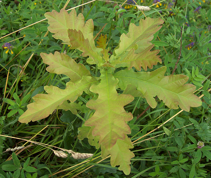 Image of Quercus robur specimen.