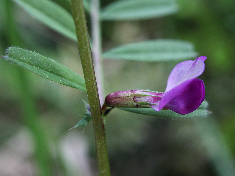 Image of Vicia angustifolia specimen.