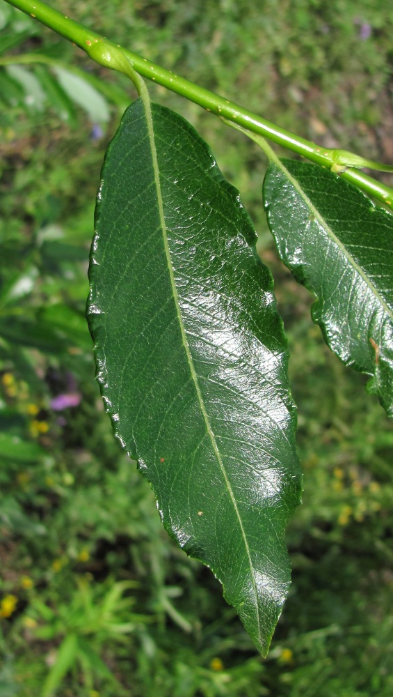 Изображение особи Salix phylicifolia.