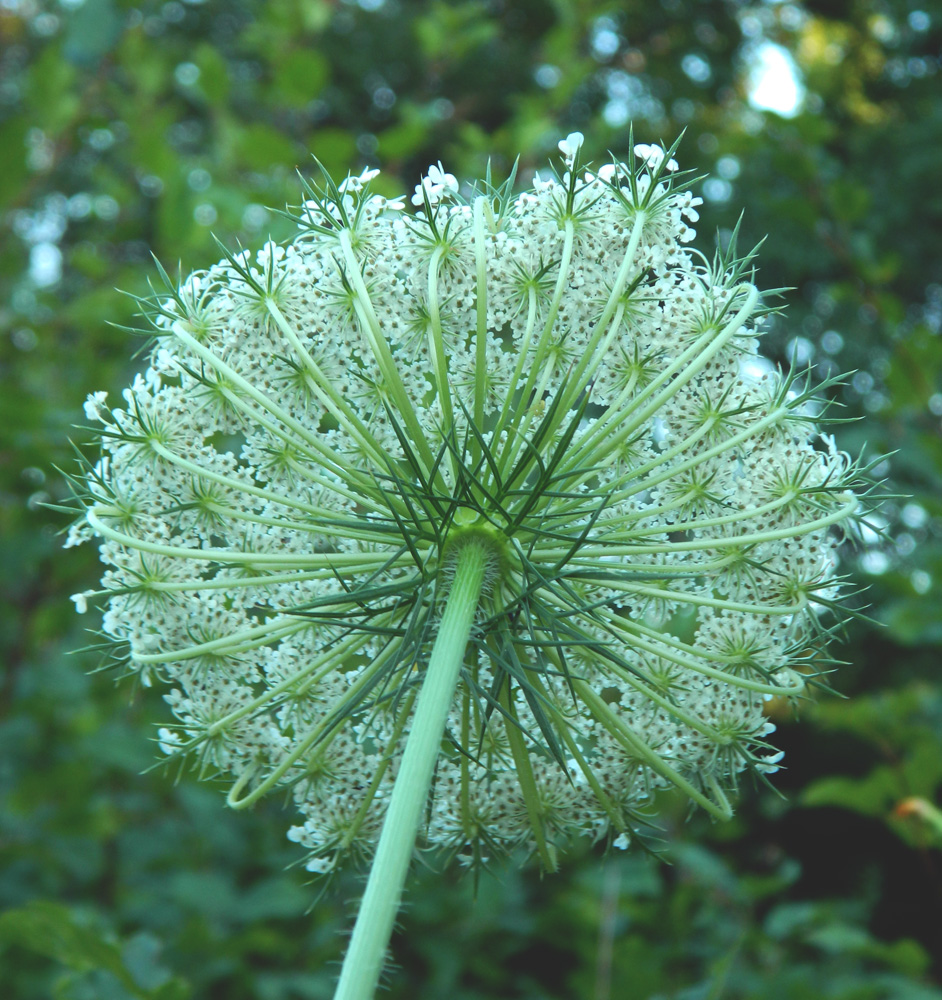 Изображение особи Daucus carota.