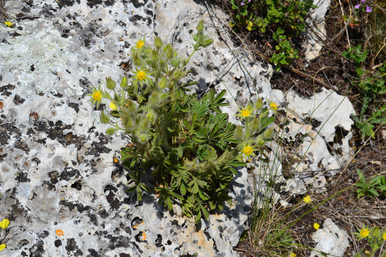 Image of Potentilla callieri specimen.