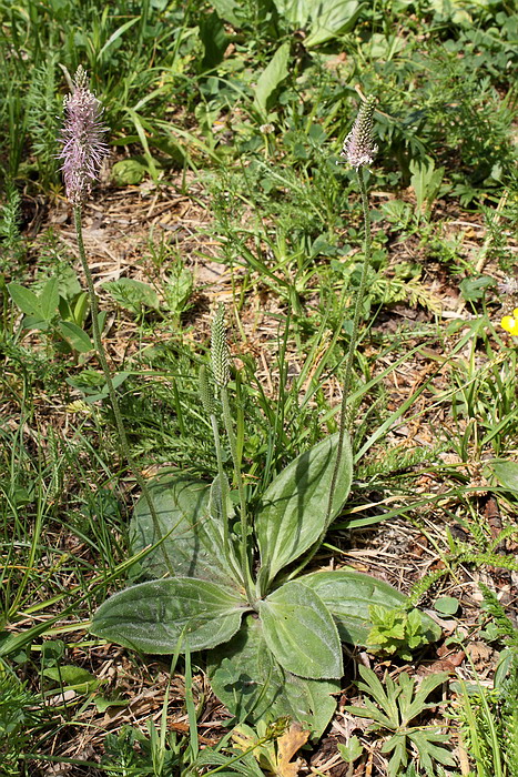 Image of Plantago media specimen.