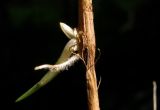 Calamagrostis pavlovii