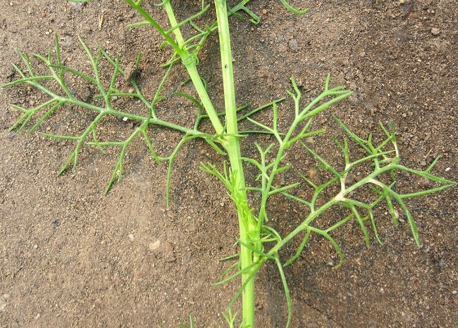 Image of Tripleurospermum inodorum specimen.