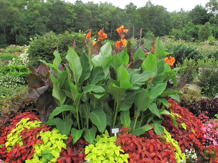 Канны цветы фото красные на клумбе Canna indica - Image of an specimen - Plantarium