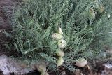 Astragalus pachyrrhizus. Часть растения с повреждёнными плодами. Южный Казахстан, каньон Даубаба. 05.05.2012.