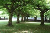 Platanus × acerifolia. Старые деревья. Германия, г. Krefeld, в ботаническом саду. 31.07.2012.