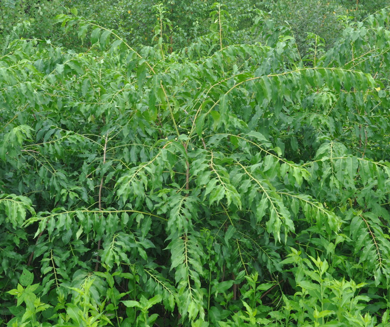 Image of Euonymus maackii specimen.