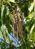 Catalpa bignonioides