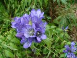 Gentiana triflora