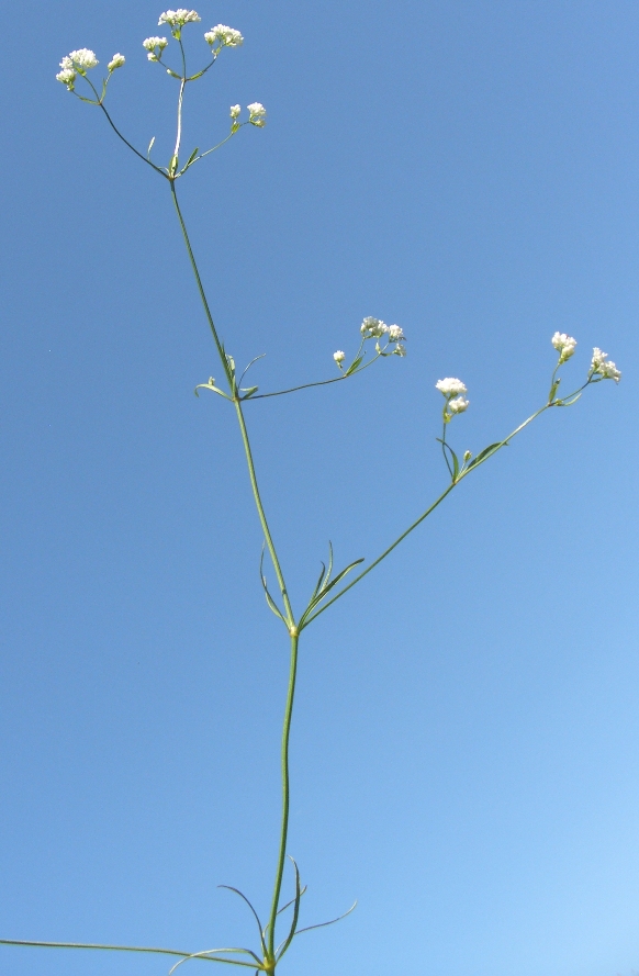 Изображение особи Galium triandrum.