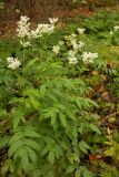 Filipendula ulmaria. Цветущее растение. Карачаево-Черкесия, Зеленчукский р-н, Нижний Архыз. 26.10.2012.