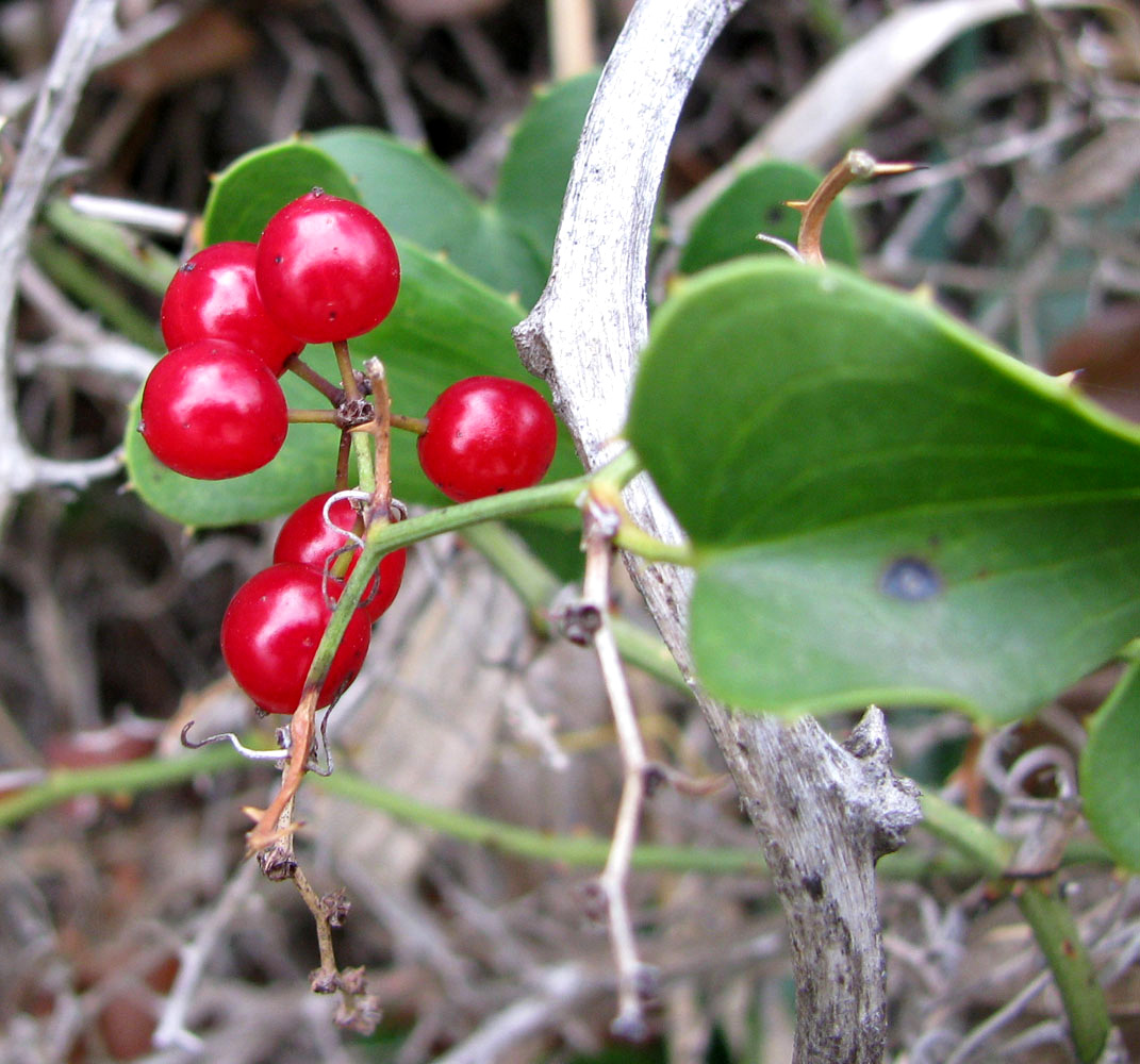 Изображение особи Smilax aspera.