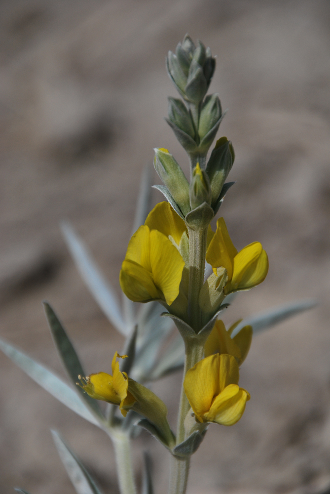 Изображение особи Thermopsis mongolica.