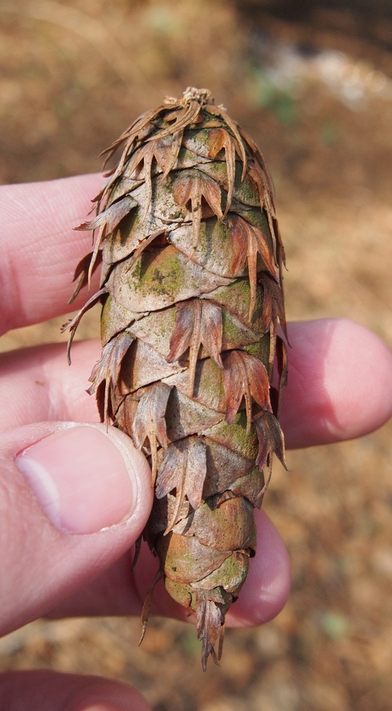 Изображение особи Pseudotsuga menziesii.